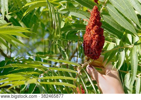 Red Blossom Of Blooming Sumac Vinegar Tree, Rhus Typhina, Close-up In Sunny Summer Day.
