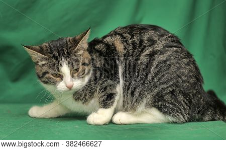 Gray With White Tabby Cat On A Green Background