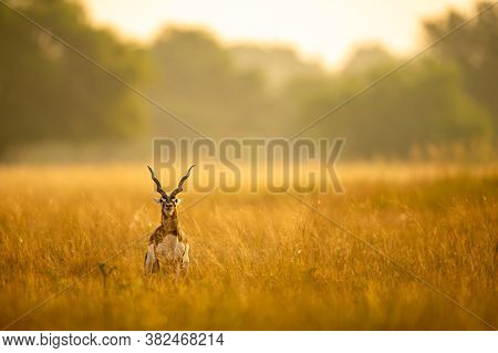 Big Horned Wild Male Blackbuck Or Antilope Cervicapra Or Indian Antelope In Early Morning Golden Hou