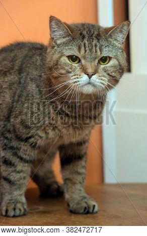 Beautiful Scottishstraight Cat With Yellow Eyes  Close Up