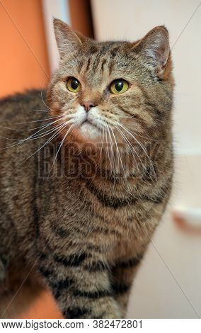 Scottishstraight Cat With Yellow Eyes