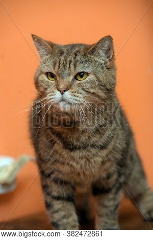 Scottishstraight Cat With Yellow Eyes