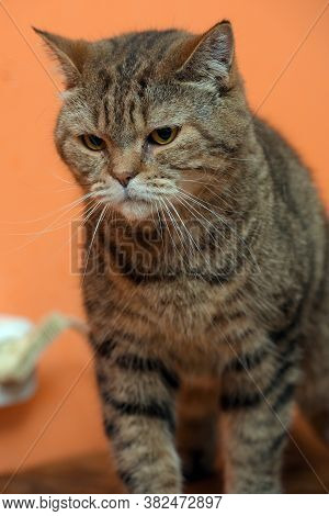 Scottishstraight Cat With Yellow Eyes