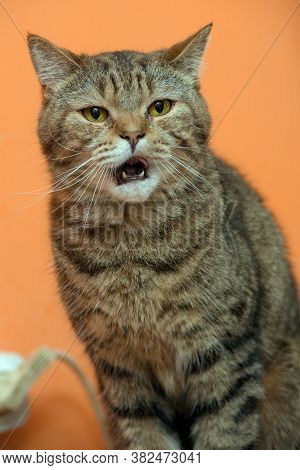 Scottishstraight Cat With Yellow Eyes