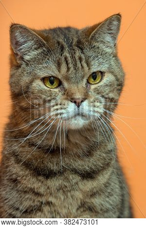 Scottishstraight Cat With Yellow Eyes
