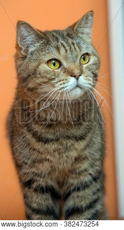 Scottishstraight Cat With Yellow Eyes