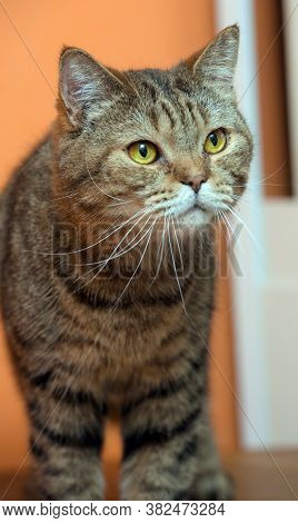 Scottishstraight Cat With Yellow Eyes