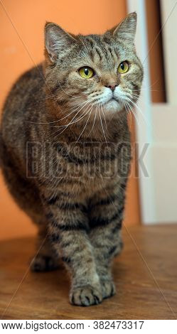 Scottishstraight Cat With Yellow Eyes