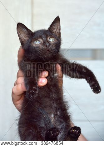 Cute Black Kitten In Hands Close Up