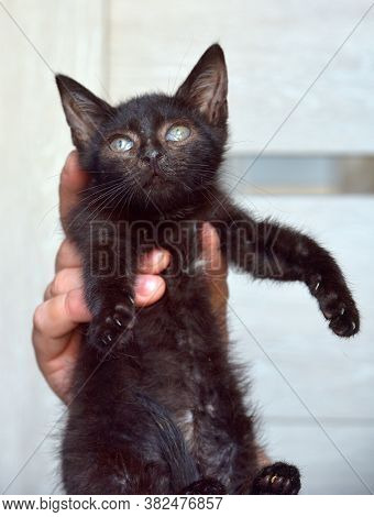 Black Kitten In Hands