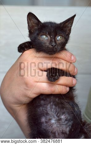 Black Kitten In Hands