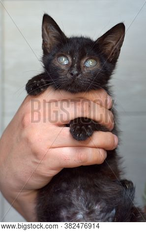 Black Kitten In Hands