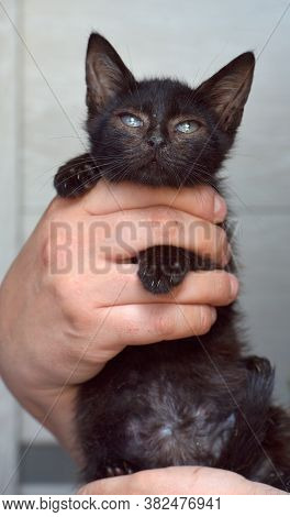 Black Kitten In Hands