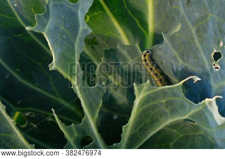 Cabbage Butterfly Caterpillar Eats Cabbage Leaves Close-up, Harmful Insects, Pests Of Vegetable Crop