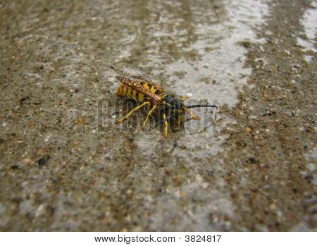 WASP