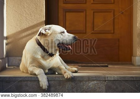 Cute Dog Against Door. Old Labrador Retriver Resting In Front Of House.