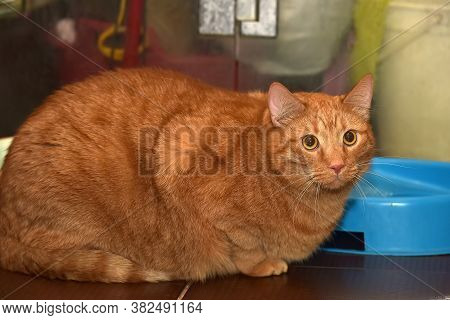 Very Thick Red Cat Sitting On The Floor