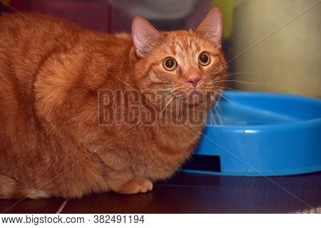 Very Thick Red Cat Sitting On The Floor