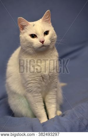 White Albino Cat