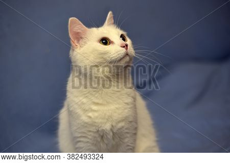 White Albino Cat