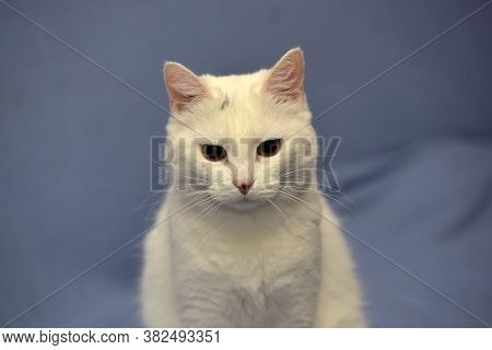 White Albino Cat