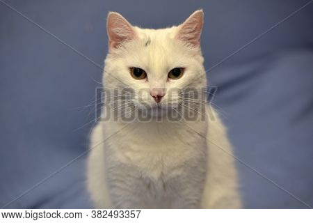 White Albino Cat