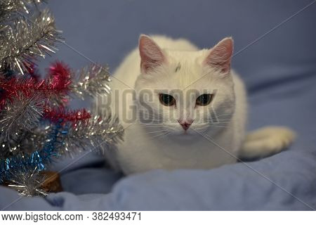 White Albino Cat On A Blue Background