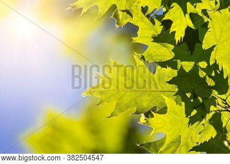 Vivid Summertime Background With Vivd Green Leafs Against Blue Sunny Sky