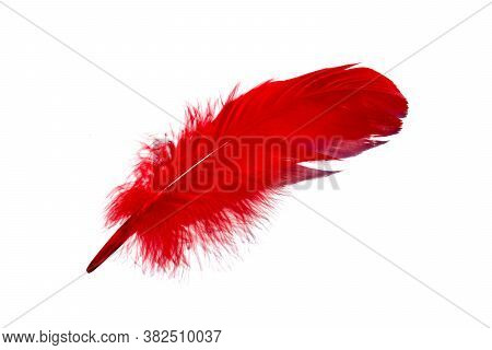 Red Isolated Falling Feather Close Up. Exotic, Tropical Bird Macro Feather On White Background. Fash