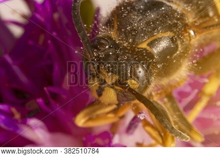 Macro View Of European Paper Wasp. Polistes Nimpha.