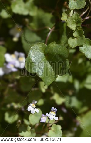 Kenilworth Ivy Small Flowers - Latin Name - Cymbalaria Muralis