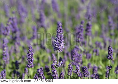 English Lavender Ellagance Purple - Latin Name - Lavandula Angustifolia Ellagance Purple