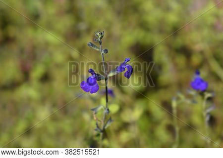 Baby Sage Blue Monrovia - Latin Name - Salvia Microphylla Blue Monrovia