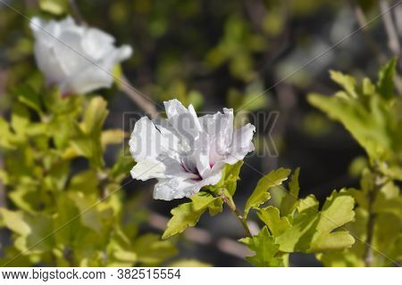 Rose Of Sharon Speciosus - Latin Name - Hibiscus Syriacus Speciosus