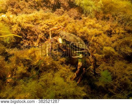 A Closeup Picture Of A Crab Underwater. Picture From Oresund, Malmo In Southern Sweden.
