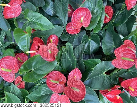 Red Anthurium Flowers Backround With Green Leaves, Flower Pattern