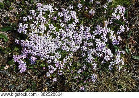 Tiny tundra flowers Moss Campion (Silene acaulis) in Swedish Lapland. Close-up with soft focus. Arctic nature of Scandinavia