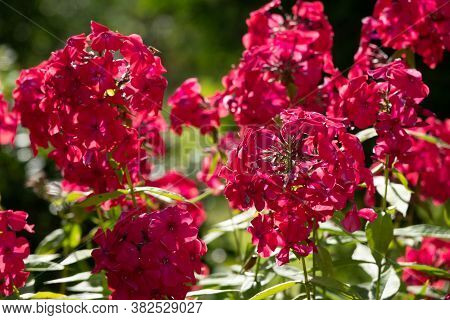 Phlox Paniculata, Fall Phlox, Garden Phlox Perennial Phlox