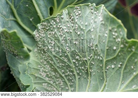 Whitefly Aleyrodes Proletella Agricultural Pest On Cabbage Leaf.