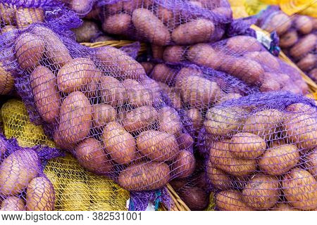 Harvested Potatoes In Countryside For Exporting And Selling. Harvest