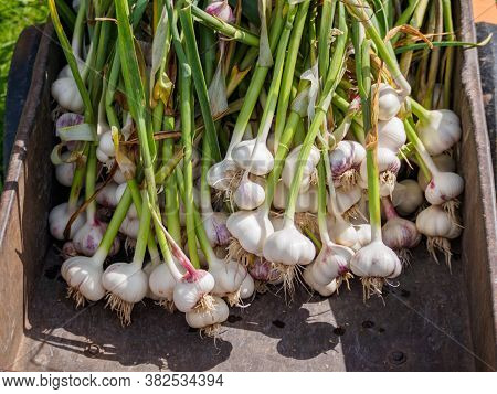 Harvesting Garlic. Fresh Clean Garlic Heads With Leaves In Garden Wheelbarrow.