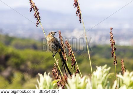 Cape Sugarbird Sitting On Plants Flowers In Kirstenbosch National Botanical Garden, Cape Town, South