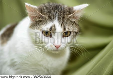 White With Brown European Shorthair Cat On A Green Background