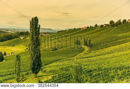 Vineyard Landscape At South Styrian Wine Road In Austria. Famous Tuscany Like Tourist Spot For Wine 