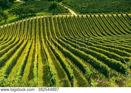 Vineyard Landscape At South Styrian Wine Road In Slovenia On Border With Austria.famous Tuscany Like