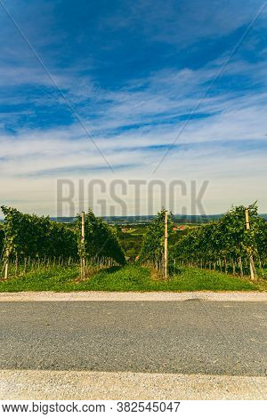 Vineyard Landscape At South Styrian Wine Road In Austria. Famous Tuscany Like Tourist Spot For Wine 