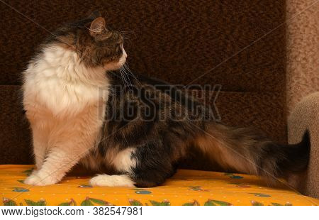 White With Brown Fluffy Cat.