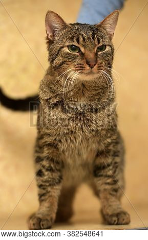 European Short-haired Tabby Cat With Green Eyes