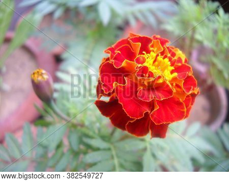 Red Marigold Flower In A Garden Park