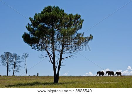 Elephants and Tree